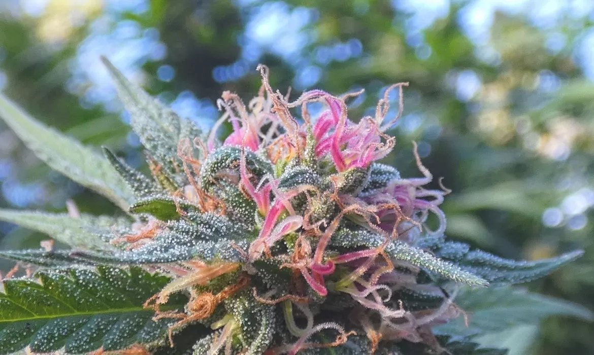 Dutch Hawaiian Cannabis plant