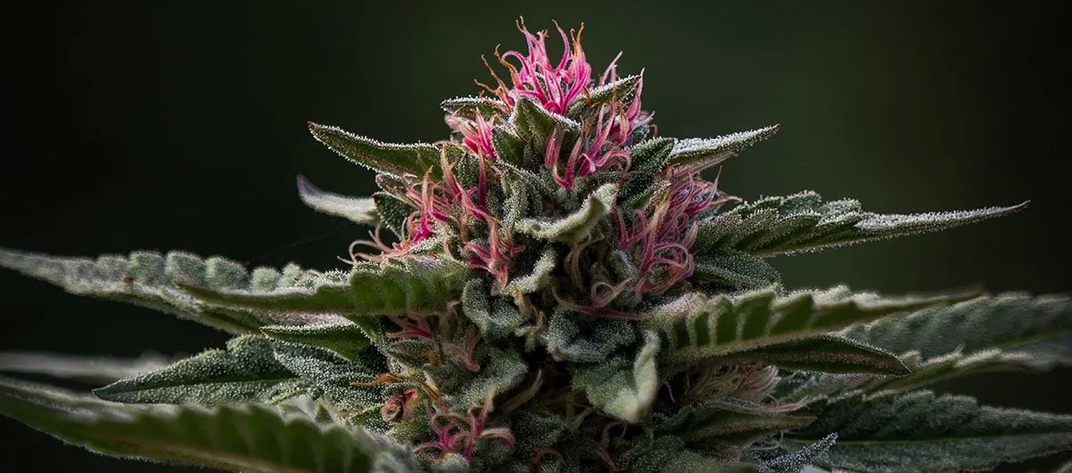 Pink Kush cannabis plant