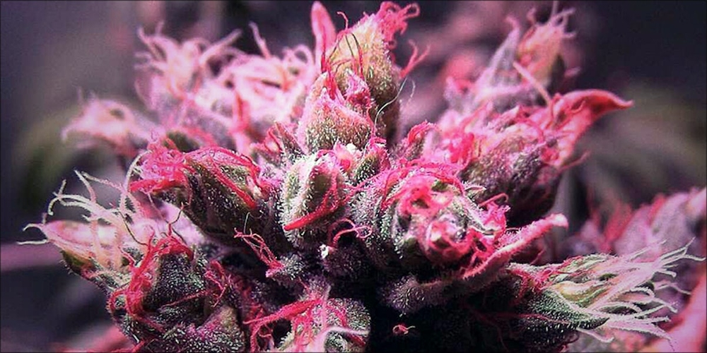 Beautiful pink kush cannabis