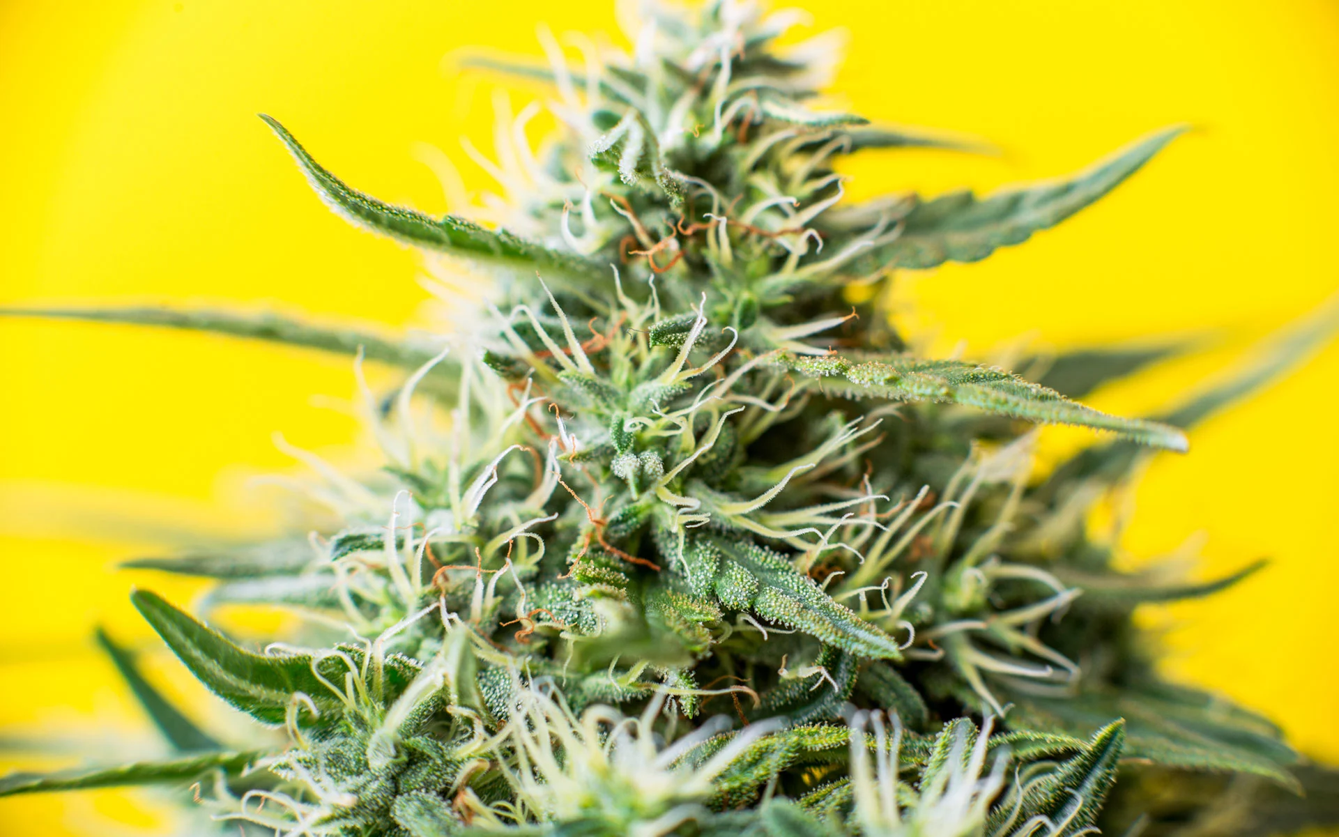 Lemon OG Cannabis Strain Unveiling the Citrusy Euphoria Surrey Weed