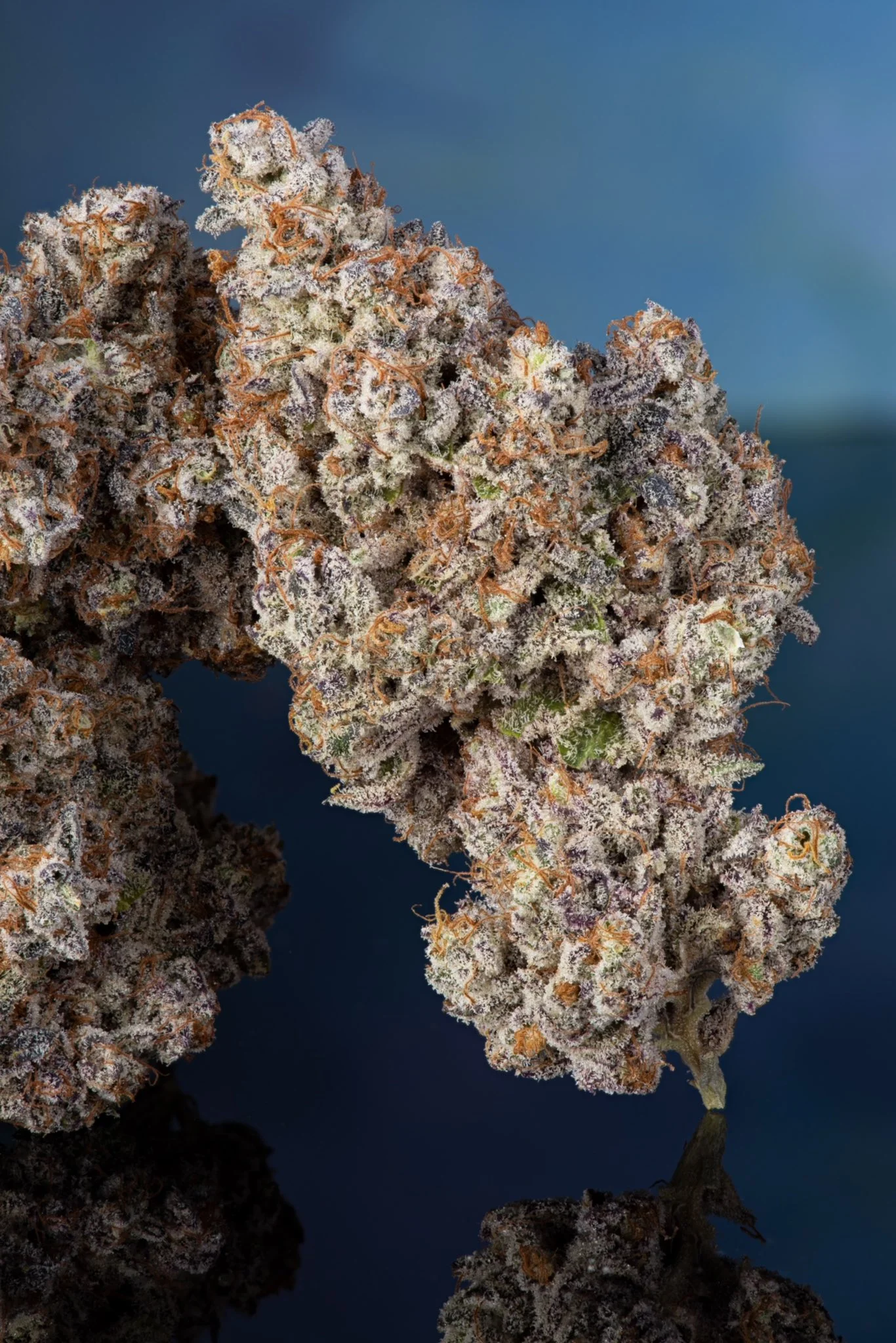 Strain Review Pave Surrey Weed Delivery