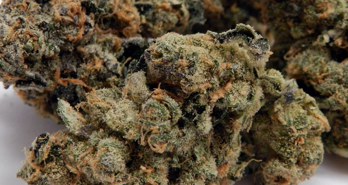 Strain Review Fortune Cookies Surrey Weed Delivery