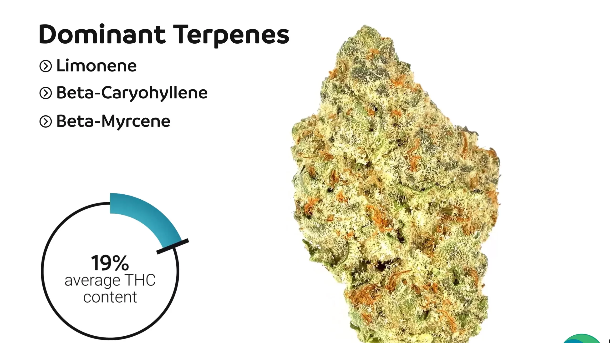 Strain Review Strawberries and Cream Same Day Weed Delivery Surrey