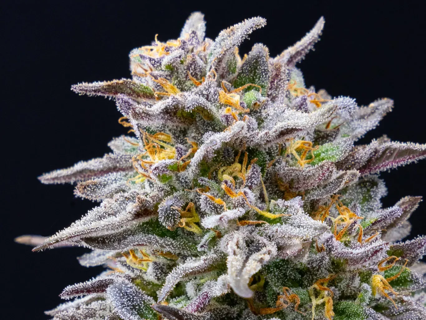 Strain Review Pina Colada Surrey Weed Delivery