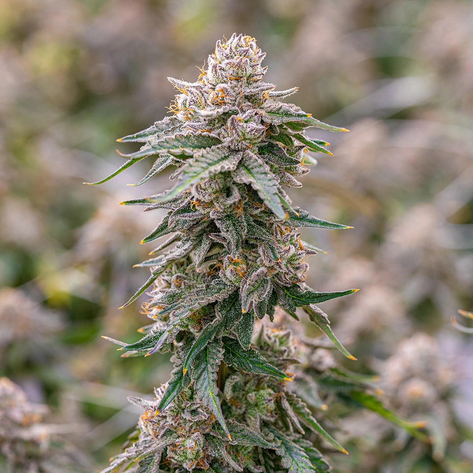 Sweet Gas Cannabis A Delightful Journey into the World of Sweet Gas