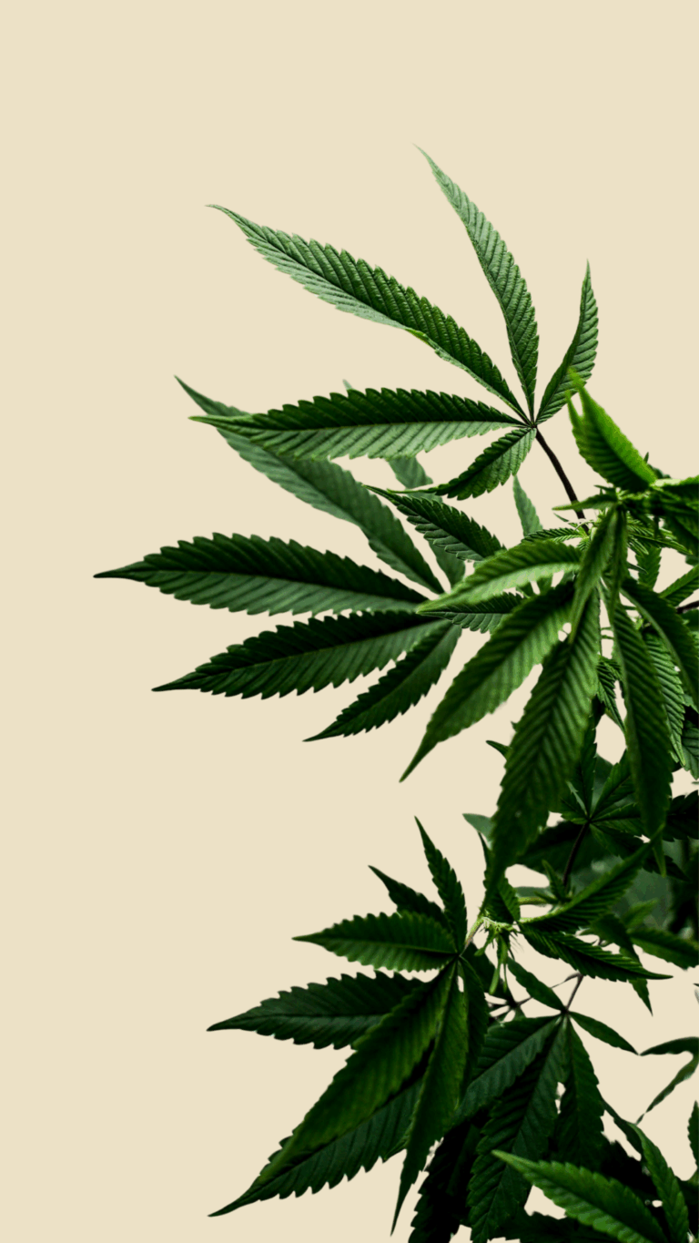 The Greenmates Weed Delivery