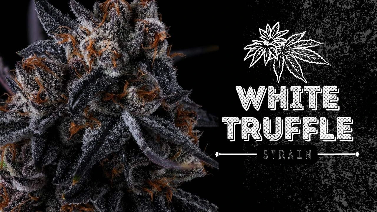 Strain Review White Truffle Weed Delivery TriCities
