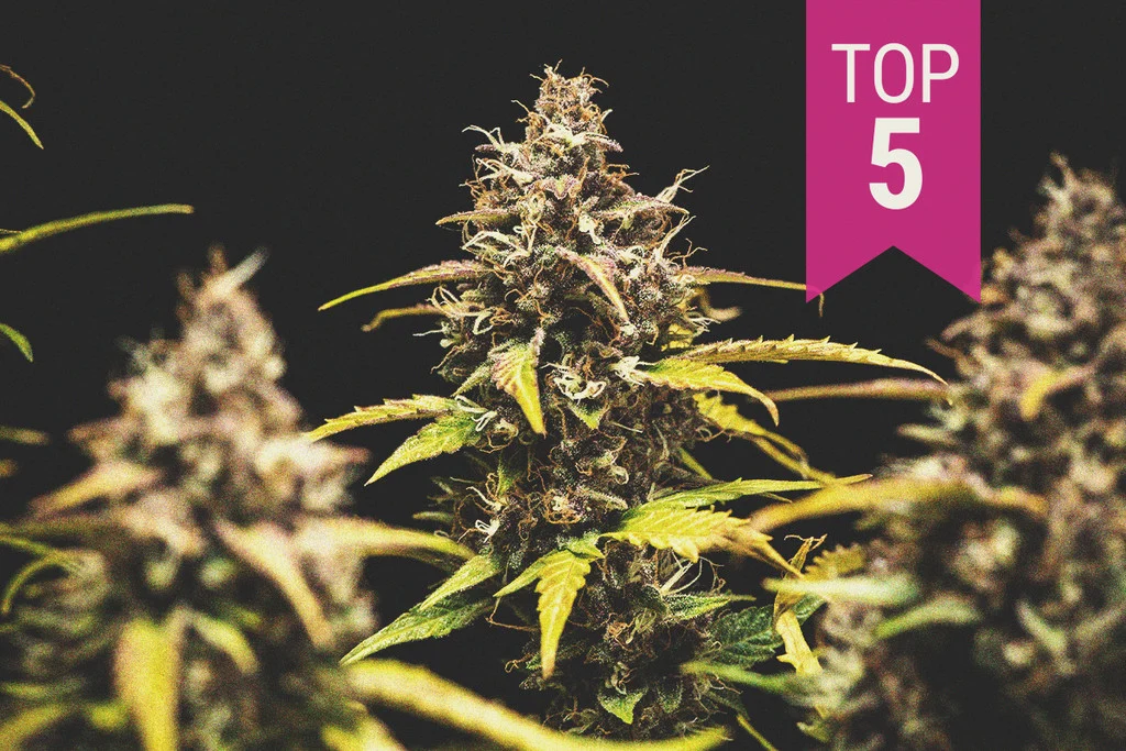 5 New Weed Strains To Look Out For