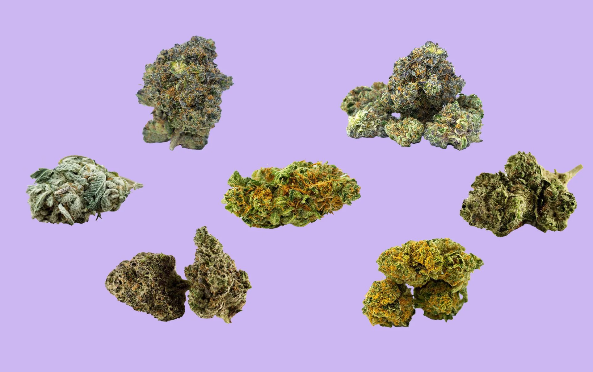 Highest Percentage Of Thc Ever Recorded