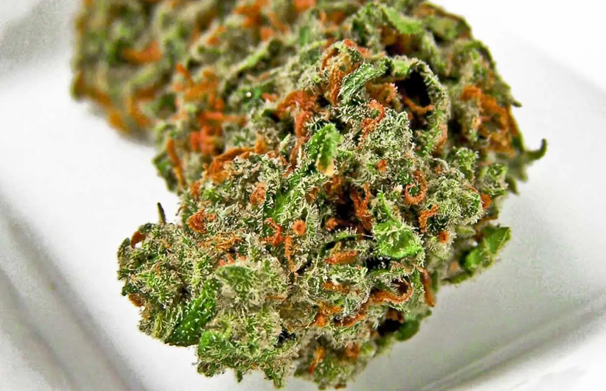 Strain Review Dutch Treat Weed Delivery Vancouver