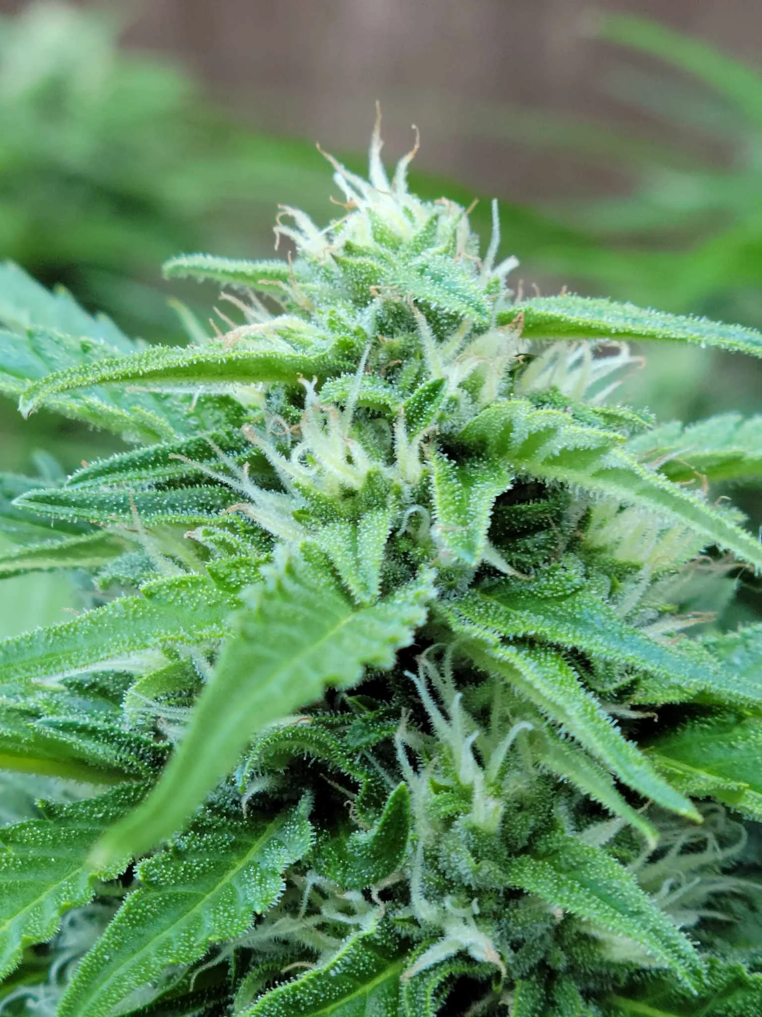 Strain Review Grapefruit Haze Weed Delivery Vancouver