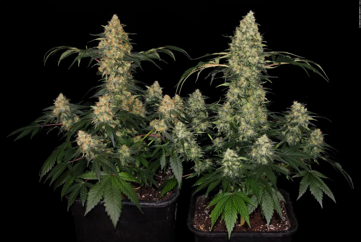 Strain Review Grapefruit Haze Weed Delivery Vancouver