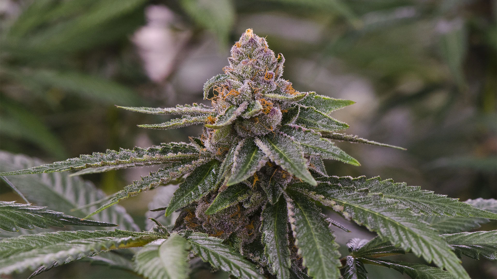 gelato cannabis plant