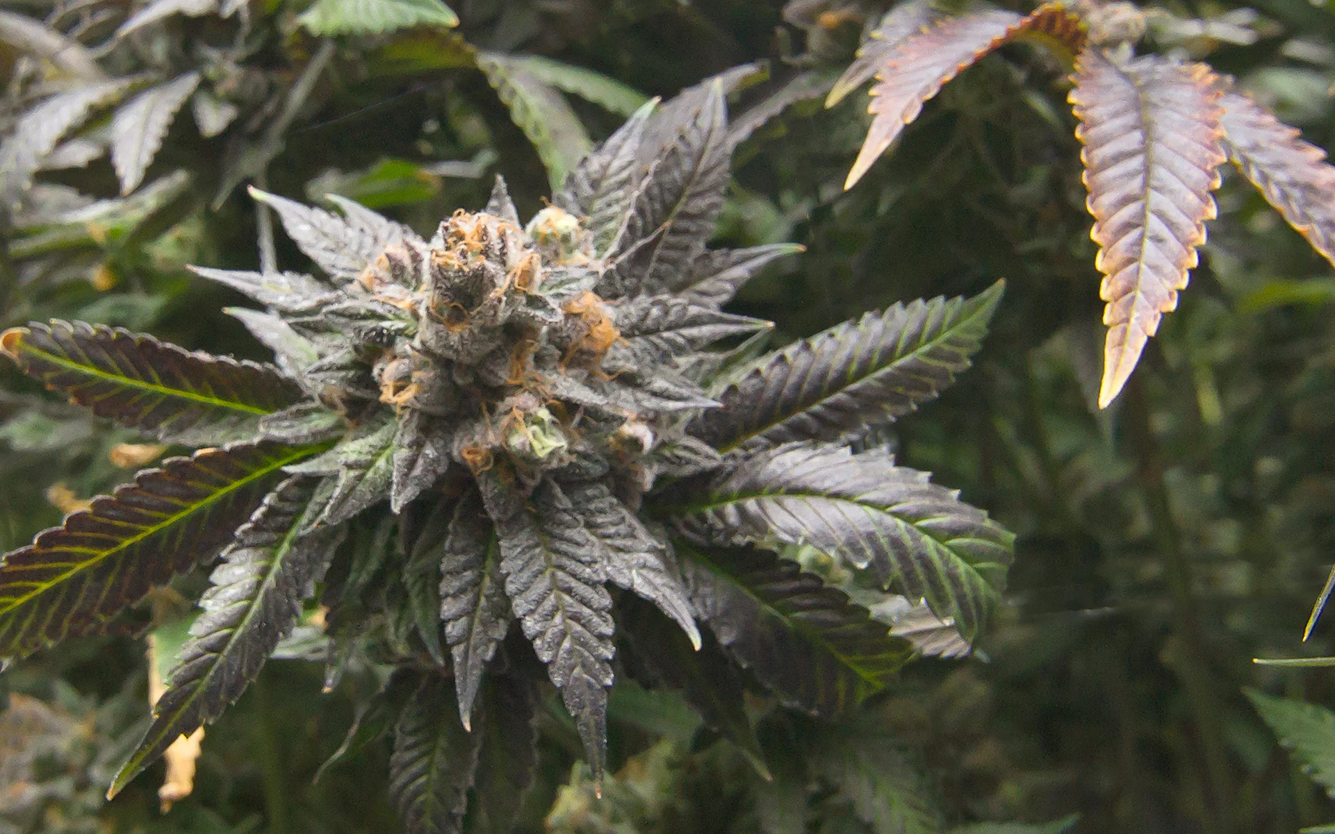 Strain Review God Bud Weed Delivery Victoria