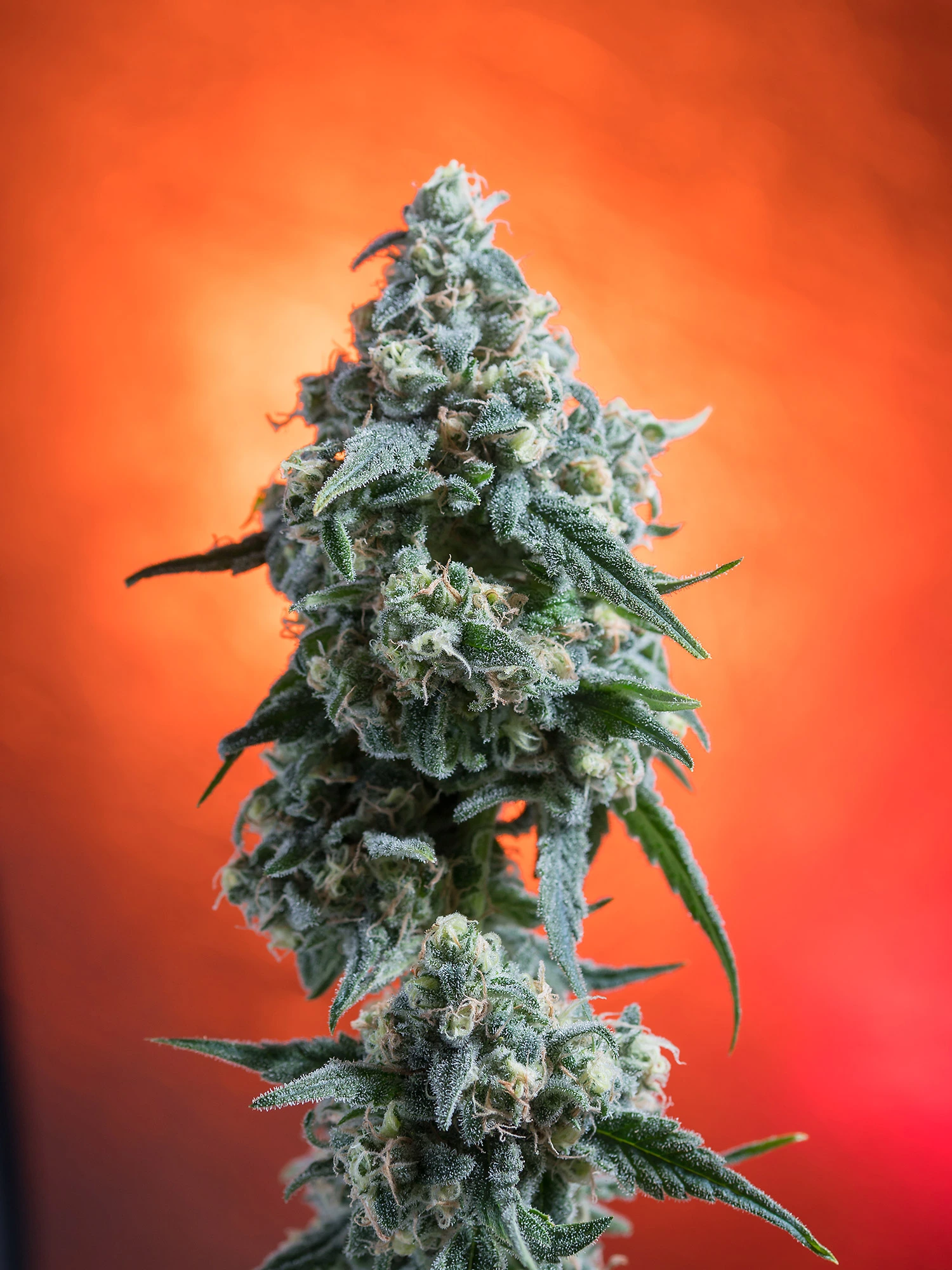 Strain Review Peaches and Cream Weed Delivery Victoria