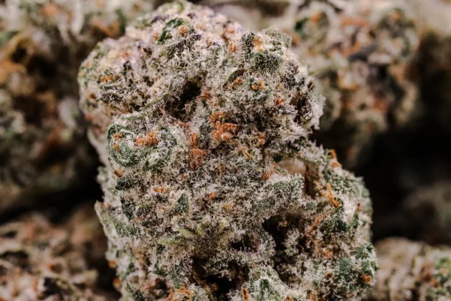 candy store nugs