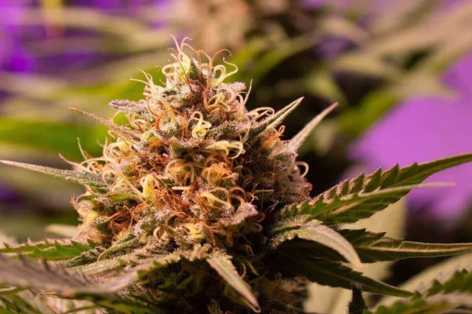 gorilla glue cannabis plant