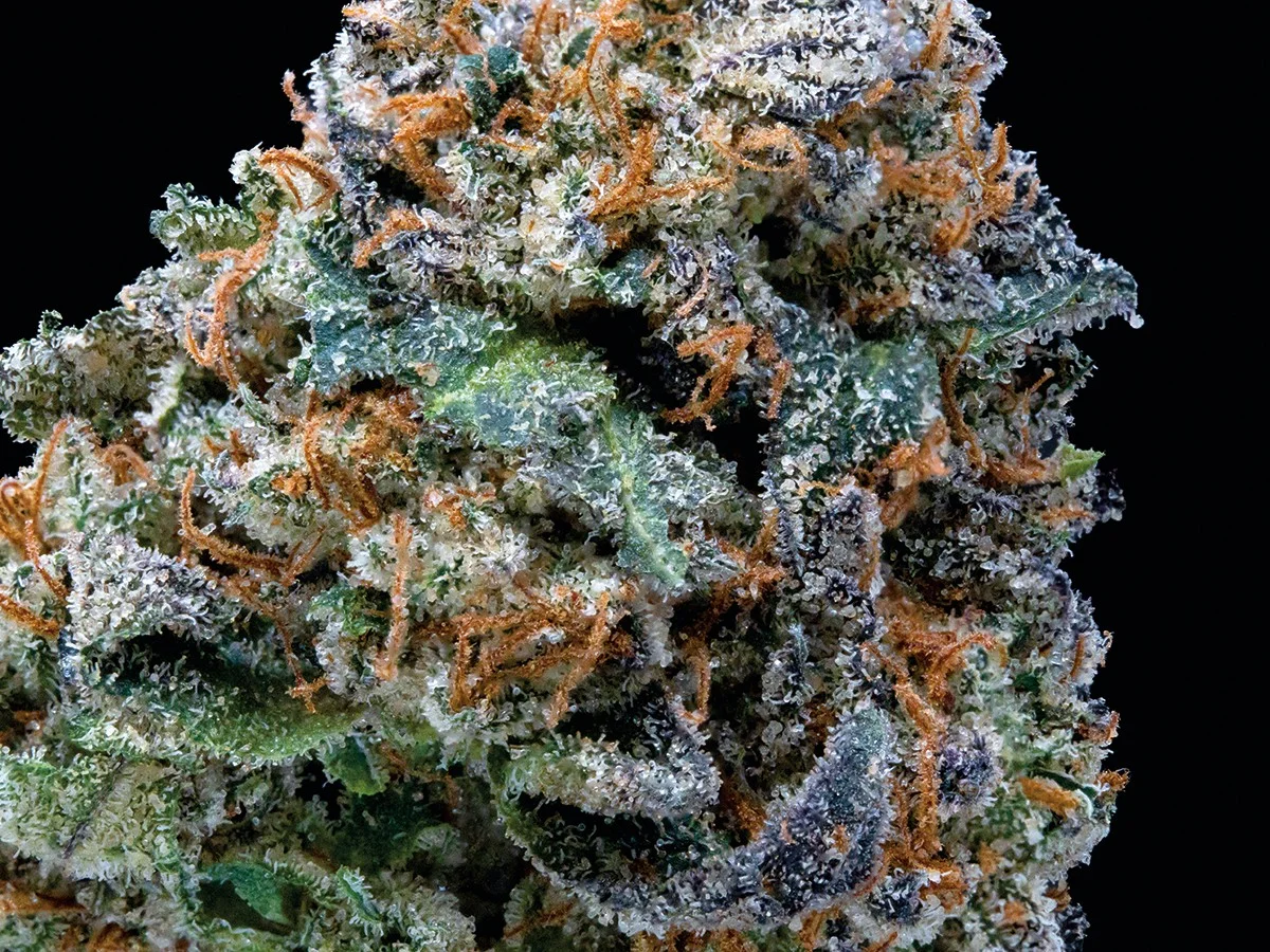 Strain Review Jokerz Candy A Deep Dive Into This Indica Dominant