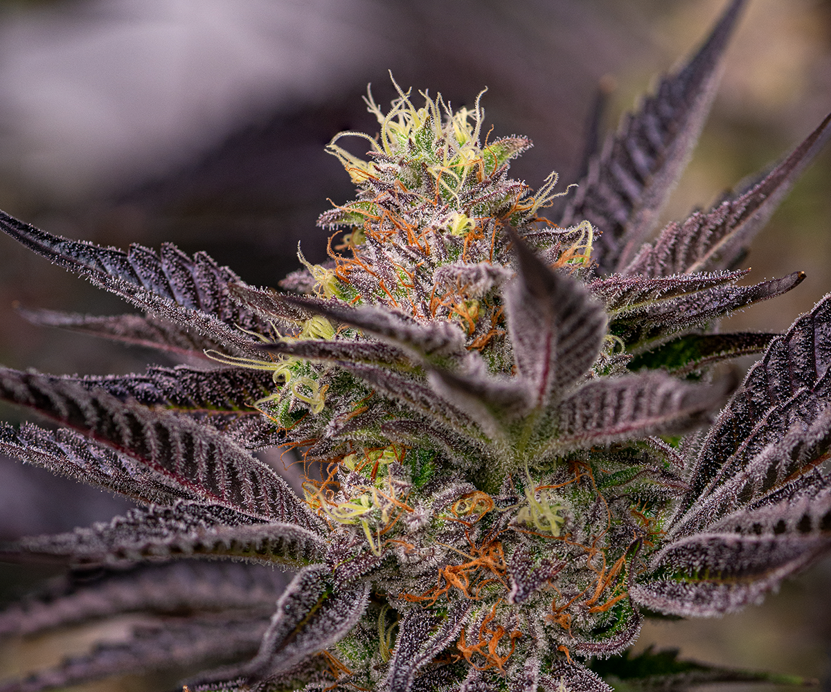 Strain Review Jokerz Candy A Deep Dive Into This Indica Dominant